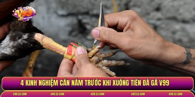 Đá gà V99 | Toàn diện sân chơi chọi kê hot nhất hiện nay - Va77